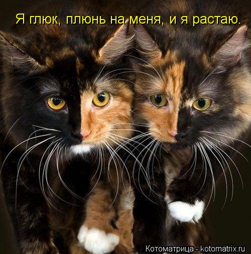 Котоматрица: Я глюк, плюнь на меня, и я растаю.