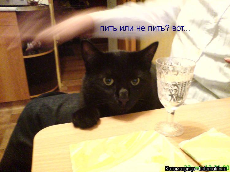 пить или не пить? вот...... Котоматрица: пить или не пить? вот...