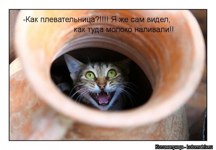 Котоматрица: -Как плевательница?!!!! Я же сам видел, как туда молоко наливали!!