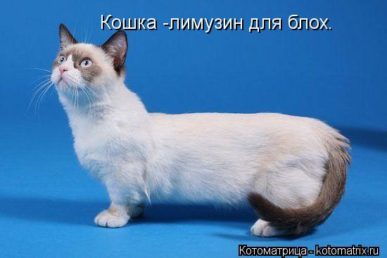Кошка -лимузин для блох.... Котоматрица: Кошка -лимузин для блох.