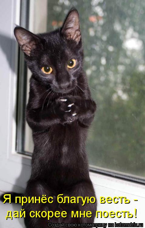 Котоматрица: Я принёс благую весть - дай скорее мне поесть!