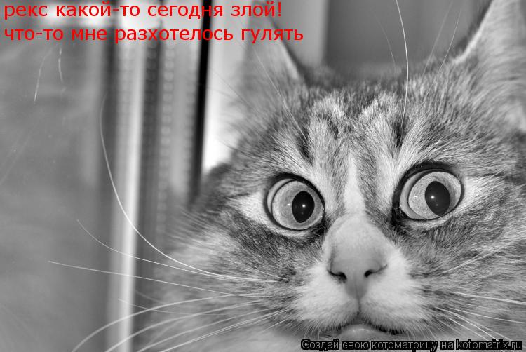 Котоматрица: рекс какой-то сегодня злой! что-то мне разхотелось гулять