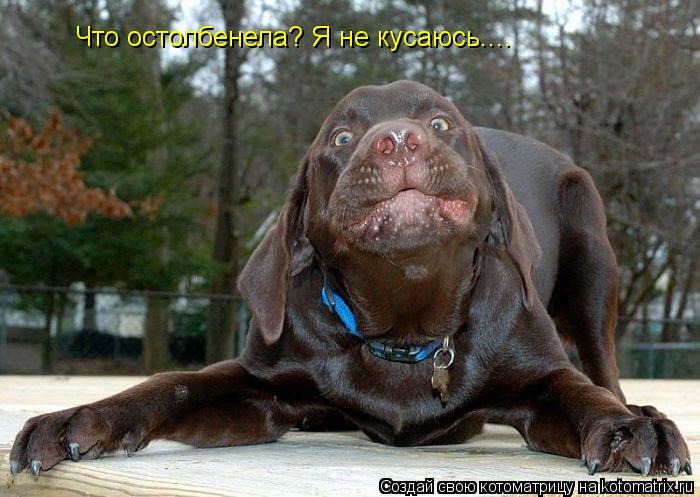 Котоматрица: Что остолбенела? Я не кусаюсь....