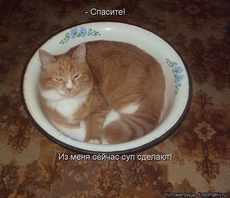 Котоматрица: - Спасите! Из меня сейчас суп сделают!