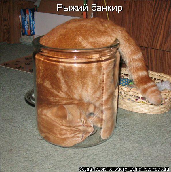 Котоматрица: Рыжий банкир