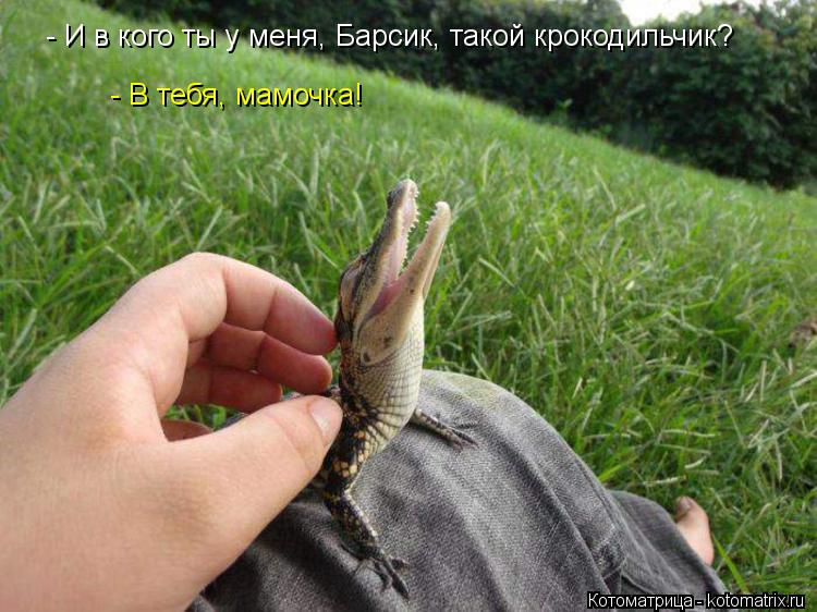 Котоматрица: - И в кого ты у меня, Барсик, такой крокодильчик? - В тебя, мамочка!