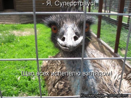 Котоматрица: - Я, Суперстраус! Щас всех испепелю взглядом!