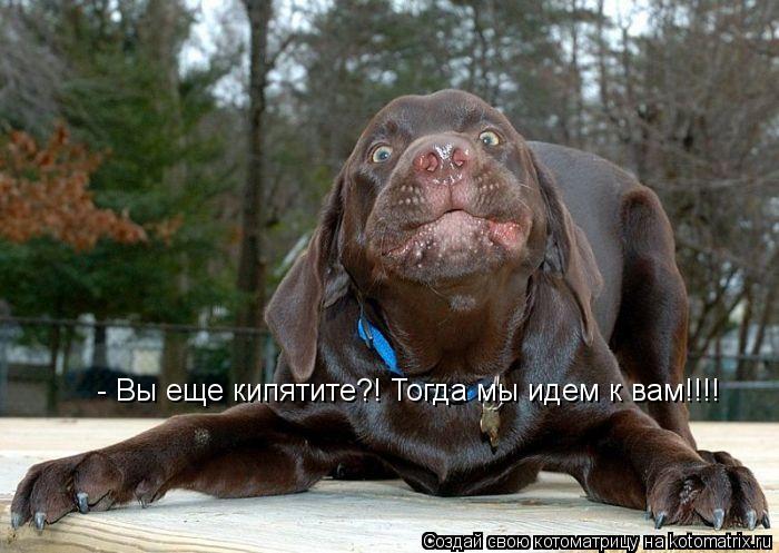 - Вы еще кипятите?! Тогда мы идем к вам!!!!... Котоматрица: - Вы еще кипятите?! Тогда мы идем к вам!!!!