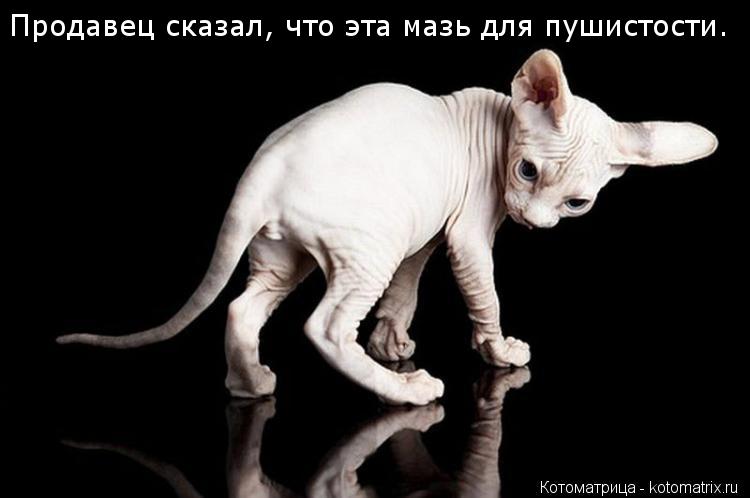 Котоматрица: Продавец сказал, что эта мазь для пушистости.