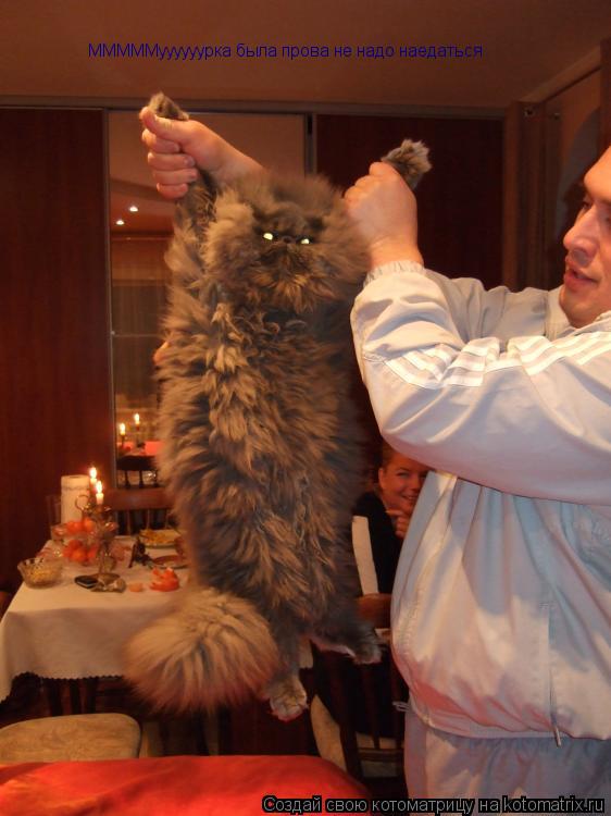 Котоматрица: МММММуууууурка была прова не надо наедаться