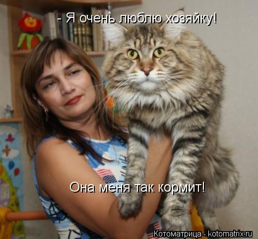 - Я очень люблю хозяйку! Она меня так кормит!... Котоматрица: - Я очень люблю хозяйку! Она меня так кормит!