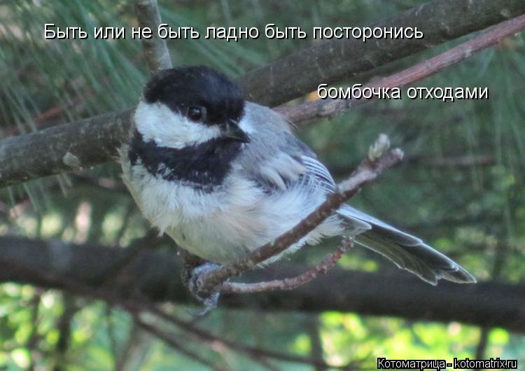 Быть или не быть ладно быть посторонись бомбочка отходами... Котоматрица: Быть или не быть ладно быть посторонись бомбочка отходами