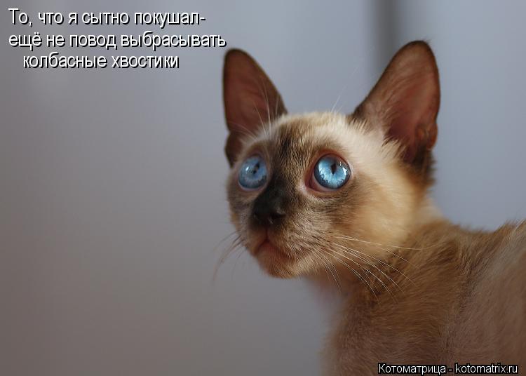 Котоматрица: То, что я сытно покушал- ещё не повод выбрасывать колбасные хвостики