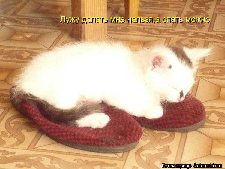 Лужу делать мне нельзя,а спать можно... Котоматрица: Лужу делать мне нельзя,а спать можно