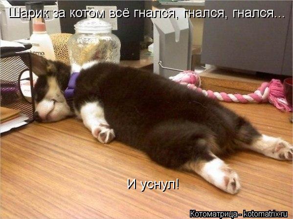Шарик за котом всё гнался, гнался, гнался... И уснул!... Котоматрица: Шарик за котом всё гнался, гнался, гнался... И уснул!