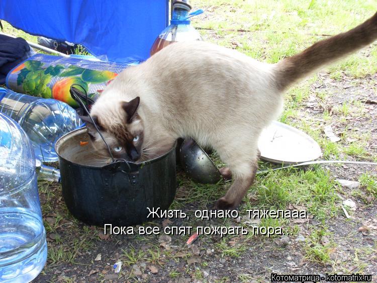 Жизть, однако, тяжелааа... Пока все спят пожрать пора...... Котоматрица: Жизть, однако, тяжелааа... Пока все спят пожрать пора...