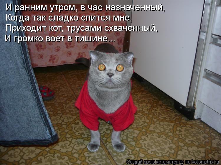 Котоматрица: И ранним утром, в час назначенный, Когда так сладко спится мне, Приходит кот, трусами схваченный, И громко воет в тишине...