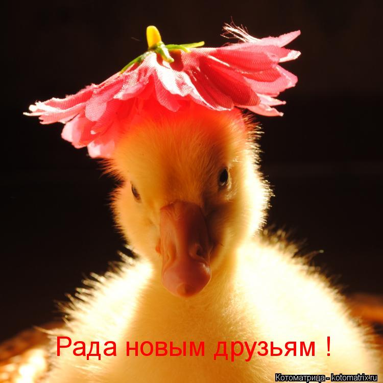 Рада новым друзьям !... Котоматрица: Рада новым друзьям !
