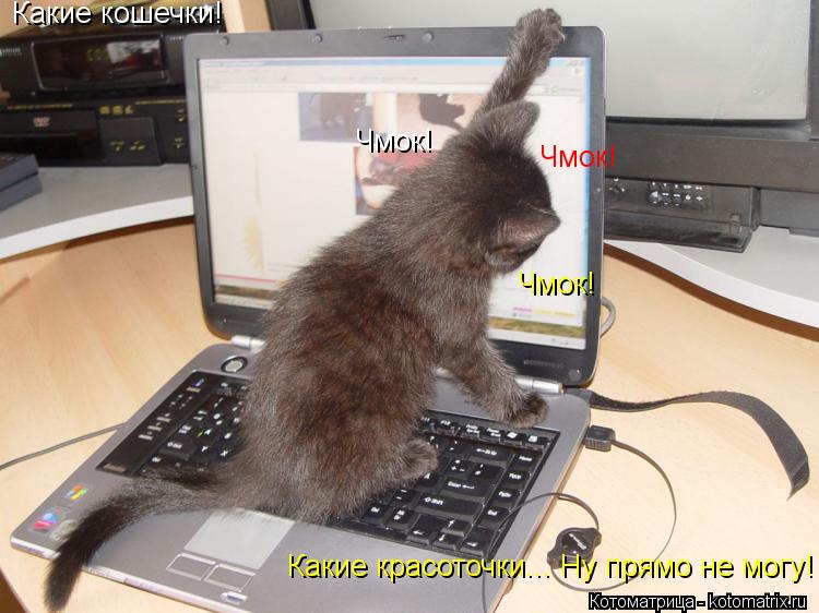 Котоматрица: Чмок! Чмок! Чмок!  Какие красоточки... Ну прямо не могу!  Какие кошечки!