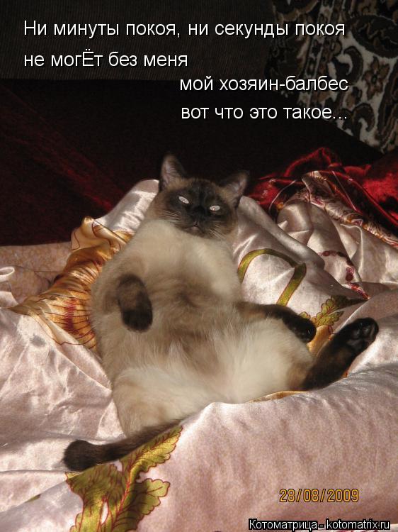 Ни минуты покоя, ни секунды покоя не могЁт без меня мой хозяин-балбес вот что это такое...... Котоматрица: Ни минуты покоя, ни секунды покоя не могЁт без меня мой хозяин-балбес вот что это такое...