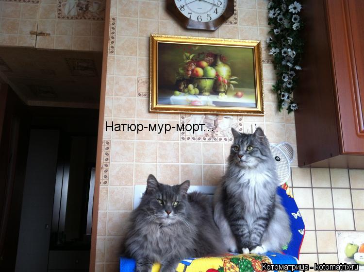 Натюр-мур-морт...... Котоматрица: Натюр-мур-морт...