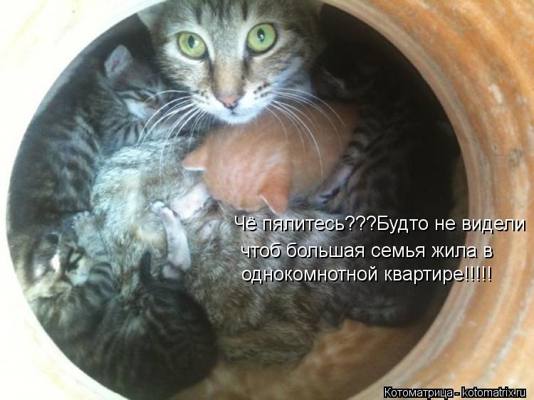 Чё пялитесь???Будто не видели чтоб большая семья жила в однокомнотной квартире!!!!!... Котоматрица: Чё пялитесь???Будто не видели чтоб большая семья жила в однокомнотной квартире!!!!!