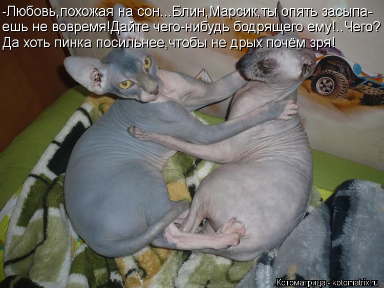 Котоматрица: -Любовь,похожая на сон...Блин,Марсик,ты опять засыпа- ешь не вовремя!Дайте чего-нибудь бодрящего ему!..Чего? Да хоть пинка посильнее,чтобы не д