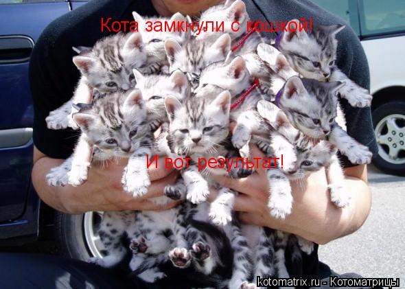 Котоматрица: Кота замкнули с кошкой! И вот результат!