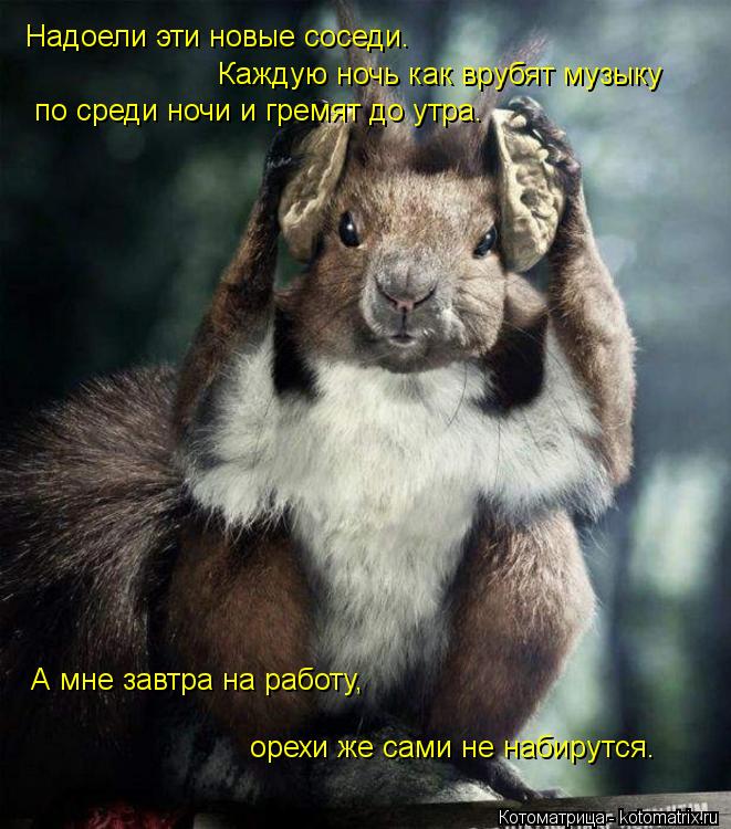 Надоели эти новые соседи. Каждую ночь как врубят музыку по среди ночи и гремят до утра. А мне з... Котоматрица: Надоели эти новые соседи. Каждую ночь как врубят музыку по среди ночи и гремят до утра. А мне завтра на работу, орехи же сами не набирутс