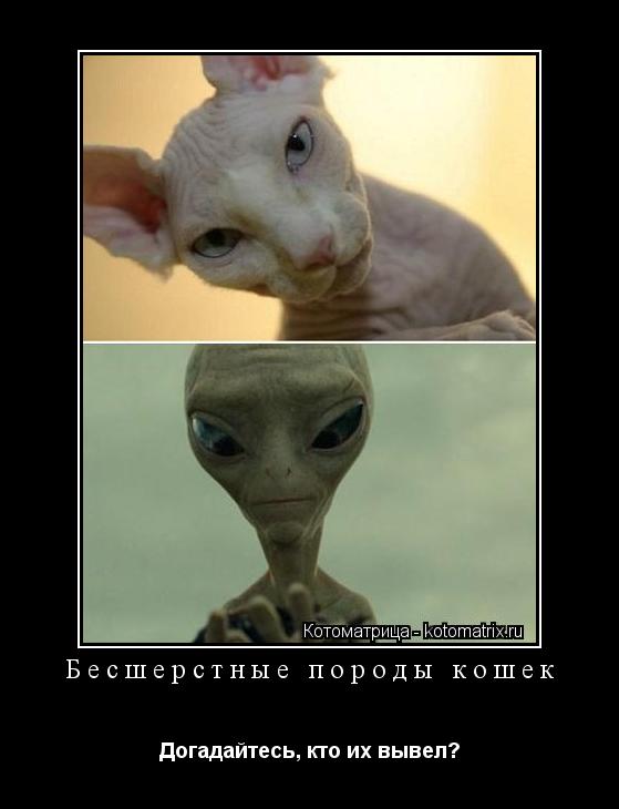 Котоматрица: Бесшерстные породы кошек Догадайтесь, кто их вывел?