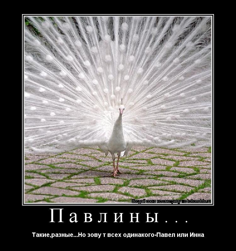 Котоматрица: Павлины... Такие,разные...Но зову т всех одинакого-Павел или Инна