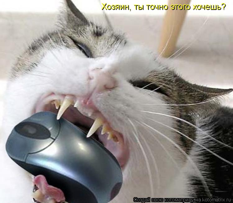 Котоматрица: Хозяин, ты точно этого хочешь?