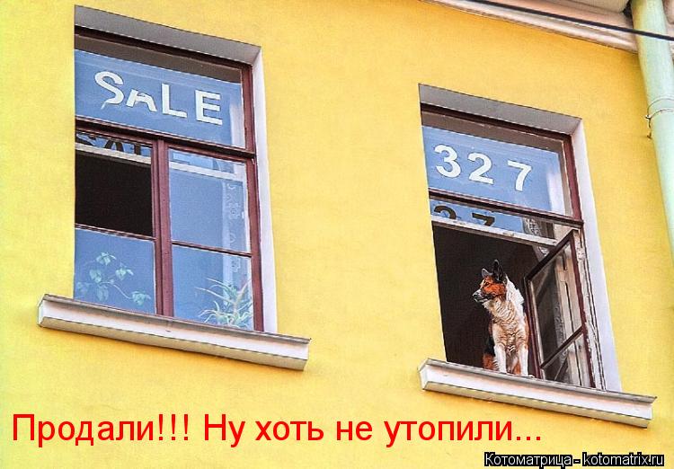 Котоматрица: Продали!!! Ну хоть не утопили...