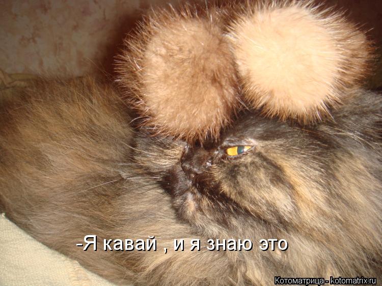 -Я кавай , и я знаю это... Котоматрица: -Я кавай , и я знаю это