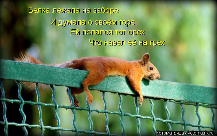 Белка лежала на заборе И думала о своём горе Ей попался тот орех Что навел её на грех... Котоматрица: Белка лежала на заборе И думала о своём горе Ей попался тот орех Что навел её на грех