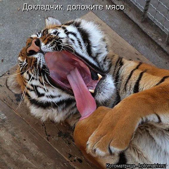 Котоматрица: Докладчик, доложите мясо.