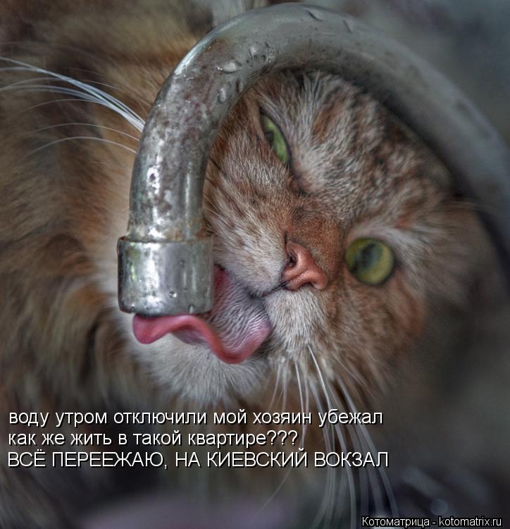 Котоматрица: воду утром отключили мой хозяин убежал как же жить в такой квартире??? ВСЁ ПЕРЕЕЖАЮ, НА КИЕВСКИЙ ВОКЗАЛ