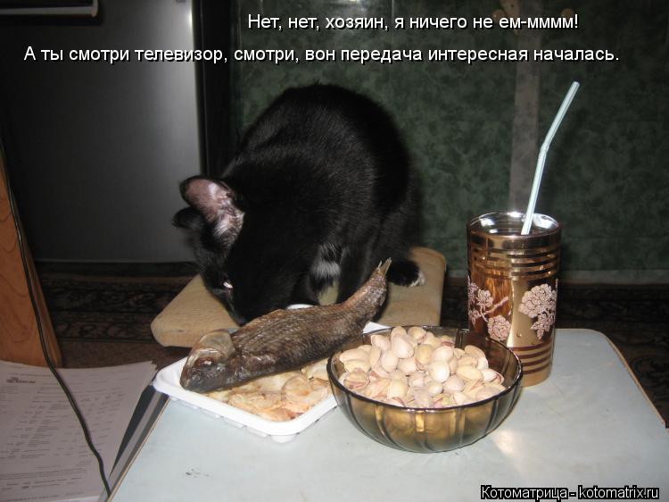Котоматрица: Нет, нет, хозяин, я ничего не ем-мммм! А ты смотри телевизор, смотри, вон передача интересная началась.
