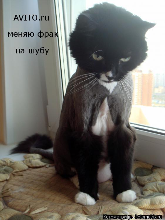 AVITO.ru меняю фрак на шубу... Котоматрица: AVITO.ru меняю фрак на шубу