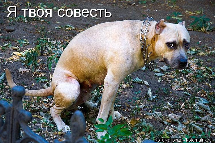 Котоматрица: Я твоя совесть