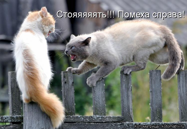 Котоматрица: Стояяяяять!!! Помеха справа!