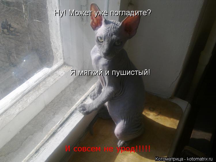 Котоматрица: Ну! Может уже погладите? И совсем не урод!!!!! Я мягкий и пушистый!