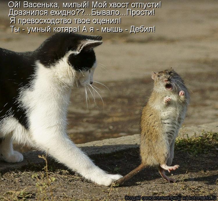 Котоматрица: Ой! Васенька, милый! Мой хвост отпусти!  Дразнился ехидно??...Бывало...Прости!  Я превосходство твое оценил!  Ты - умный котяра! А я - мышь - Дебил!
