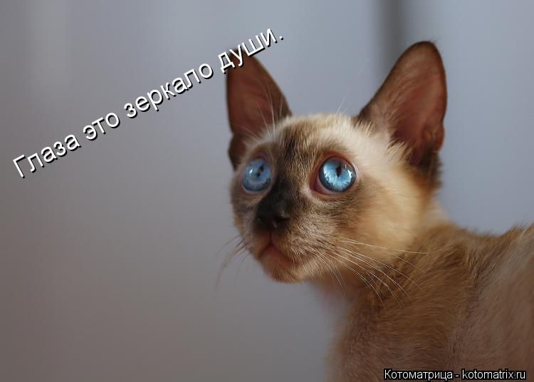 Котоматрица: Глаза это зеркало души.