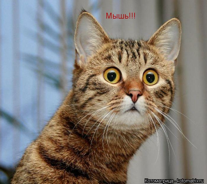 Котоматрица: Мышь!!!