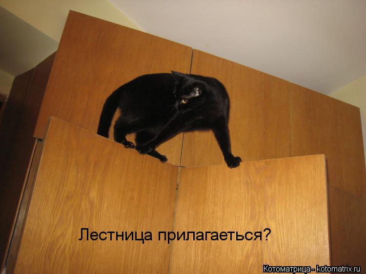 Котоматрица: Лестница прилагаеться?