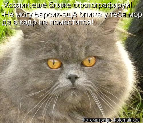 Котоматрица: -Хозяин,ещё ближе сфотографируй! -Не могу,Барсик-ещё ближе у тебя мор- да в кадр не поместится!