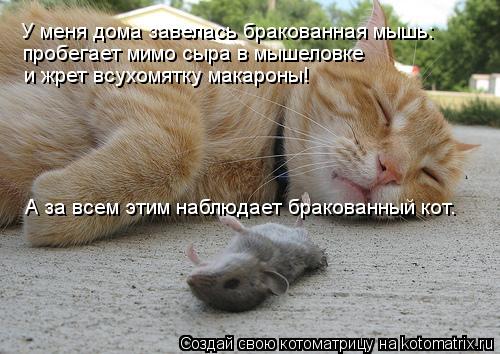 У меня дома завелась бракованная мышь: пробегает мимо сыра в мышеловке и жрет всухомятку макароны! А ... Котоматрица: У меня дома завелась бракованная мышь: пробегает мимо сыра в мышеловке и жрет всухомятку макароны! А за всем этим наблюдает бракованный кот