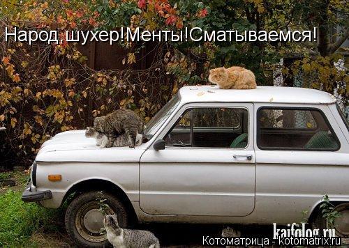 Котоматрица: Народ,шухер!Менты!Сматываемся!