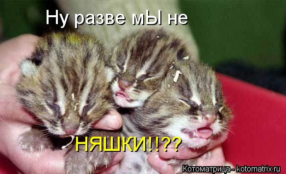 Ну разве мЫ не НЯШКИ!!??... Котоматрица: Ну разве мЫ не НЯШКИ!!??